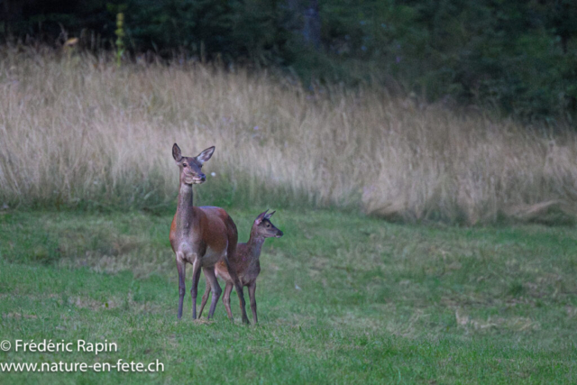 Biche et faon