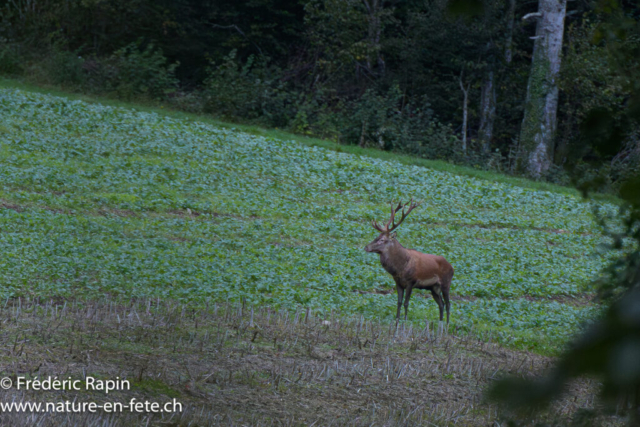 cerf