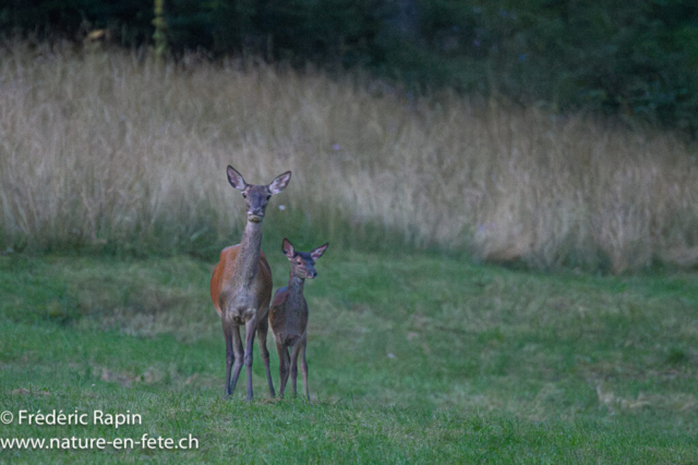 Biche et faon