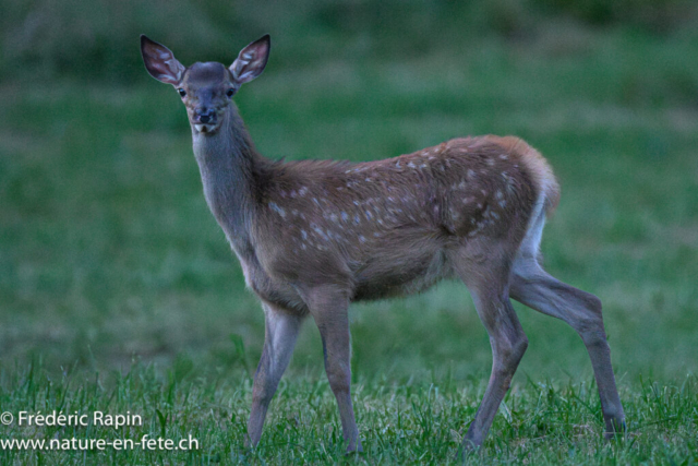 Faon de cerf