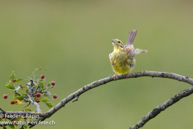 Bruant jaune