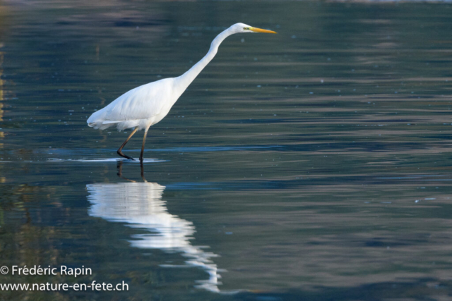 Grande aigrette