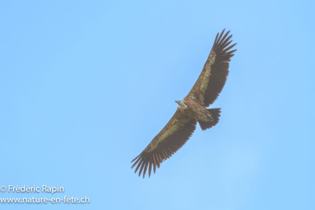 Vautour fauve