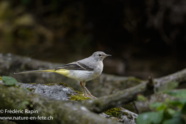 Bergeronnette des ruisseaux juvénile