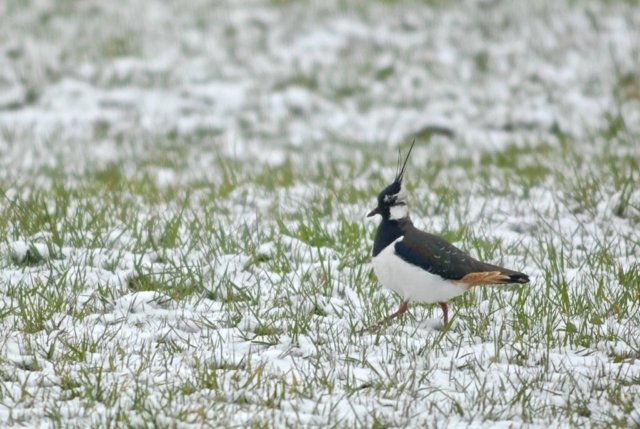 Vanneau huppé dans la neige, Péroset, Grandson