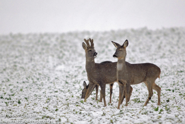 Dialogue sous la neige