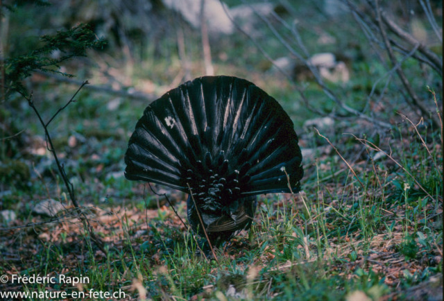 Roue de grand coq de dos, Nord-vaudois, 1992