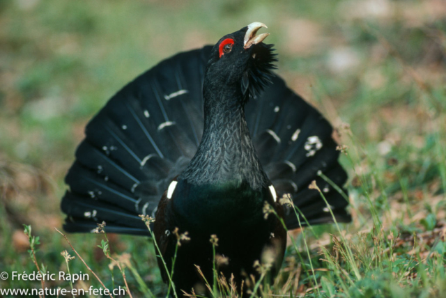 Grand coq en parade, Nord-vaudois, 1992