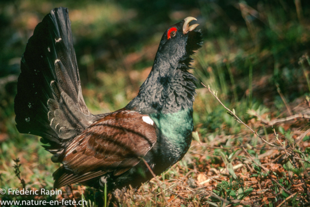 Grand coq au soleil levant, Nord-vaudois, mai 1992