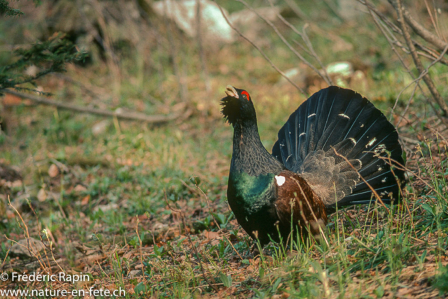 Grand coq au soleil levant