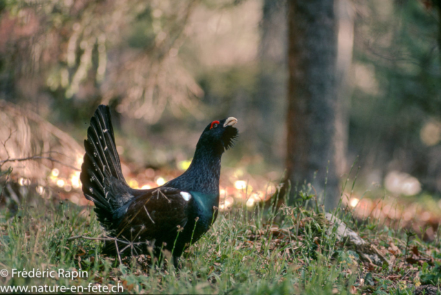 Grand coq attentif, Nord-vaudois, mai 1992