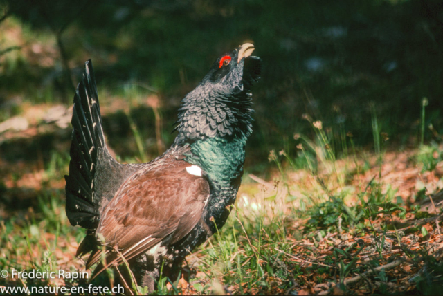 Grand coq hérissant le cou, Nord vaudois, mai 1992