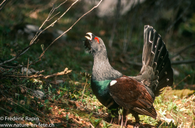 Grand coq en parade, Nord-vaudois, mai 1992