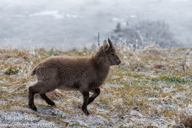 Jeune bouquetin dans le givre, Creux-du-Van