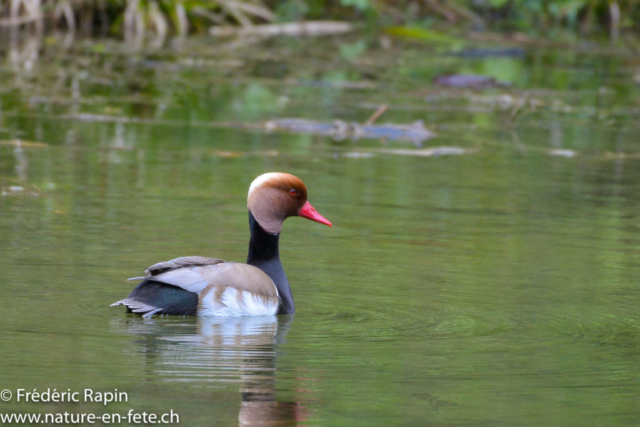 Nette rousse mâle sur l'Arnon