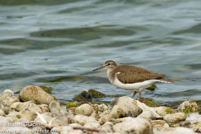 Chevalier guignette, Baie de Somme