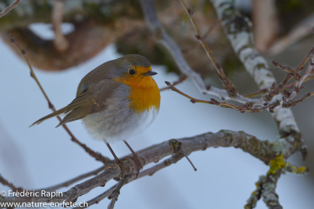 Rouge-gorge familier