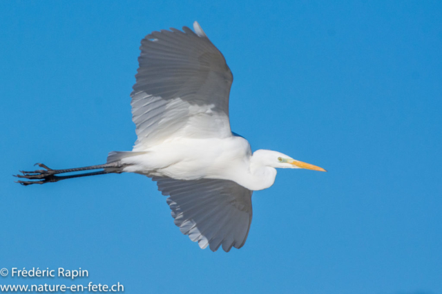 Grande aigrette