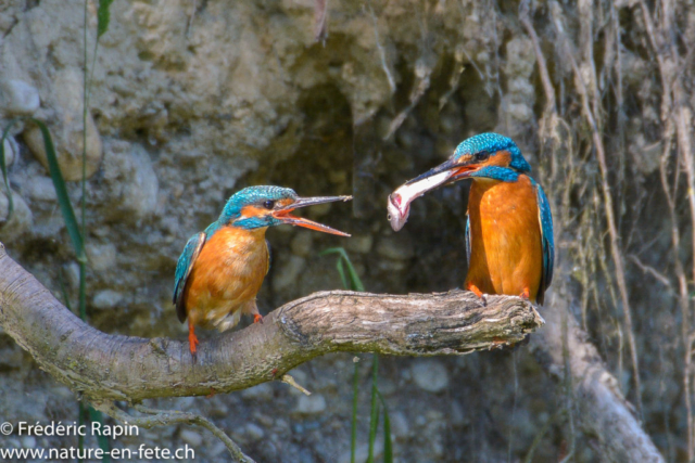 Couple de martins-pêcheurs, L'Arnon