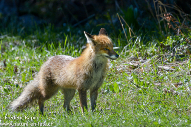 En chasse