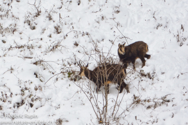 Femelle de chamois et jeune de l'année, roches de Vugelles