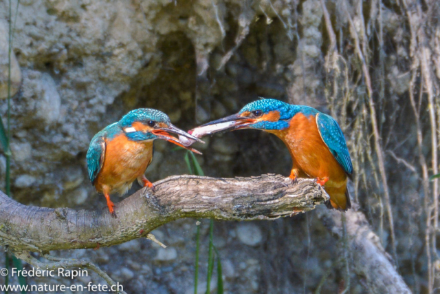 Couple de martins-pêcheurs, L'Arnon