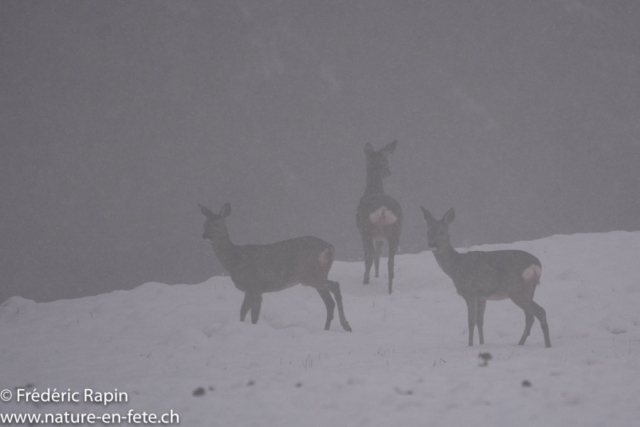 Soir de brouillard