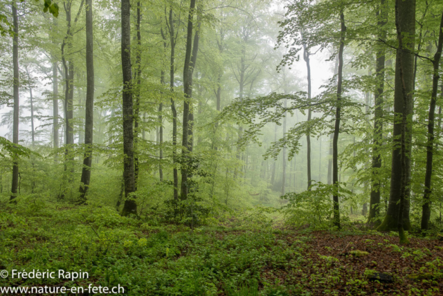 Dans les hauts du Bois de Champagne