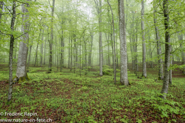 Premières feuilles au Bois de Champagne