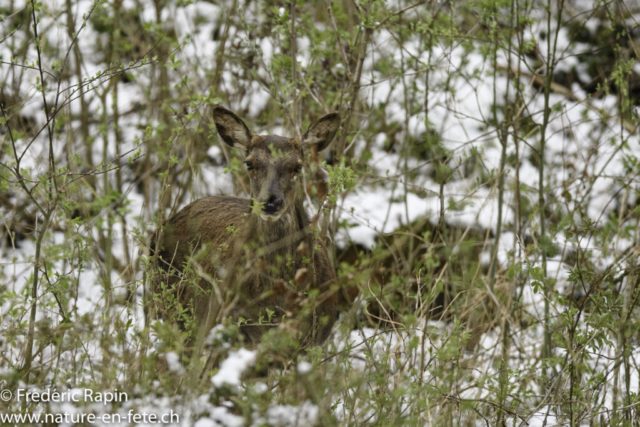 Jeune biche de cerf