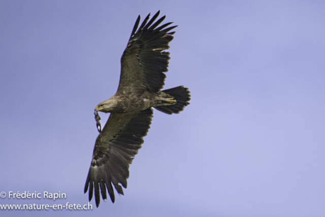 Aigle pomarin