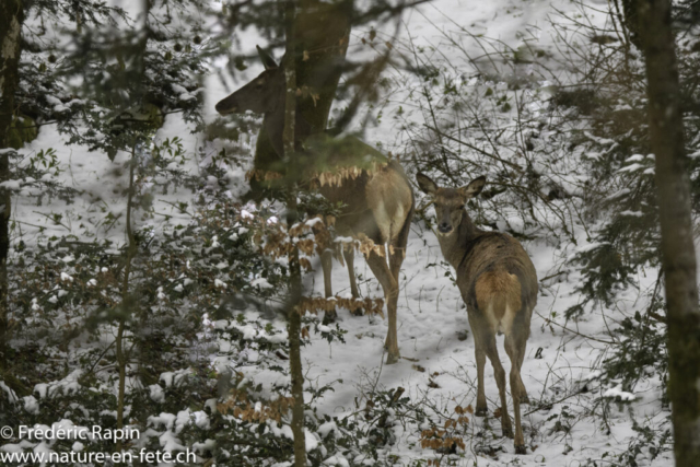 Jeune biche de cerf et sa mère