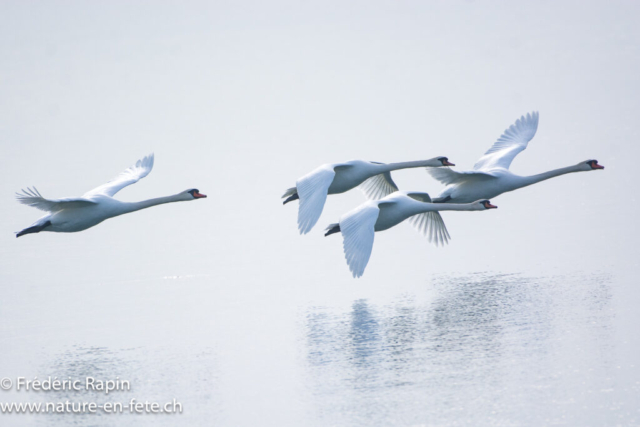 Cygnes tuberculés