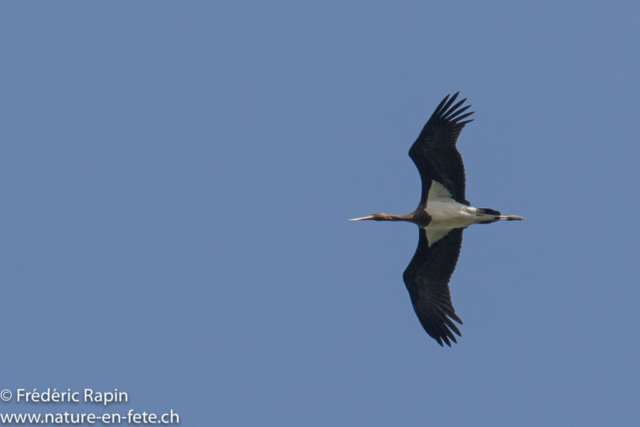 Cigogne noire, Baie de Somme