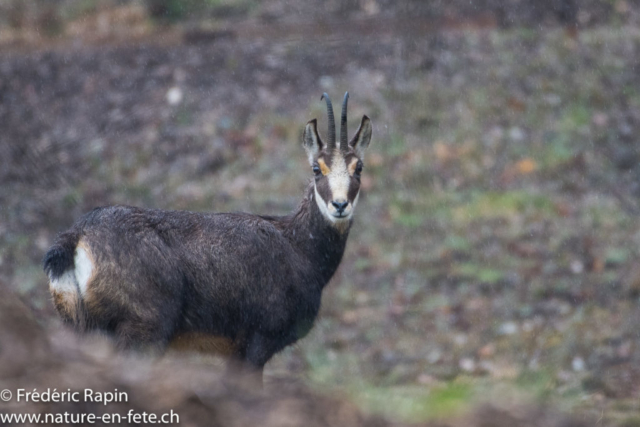 Chamois sous les giboulées