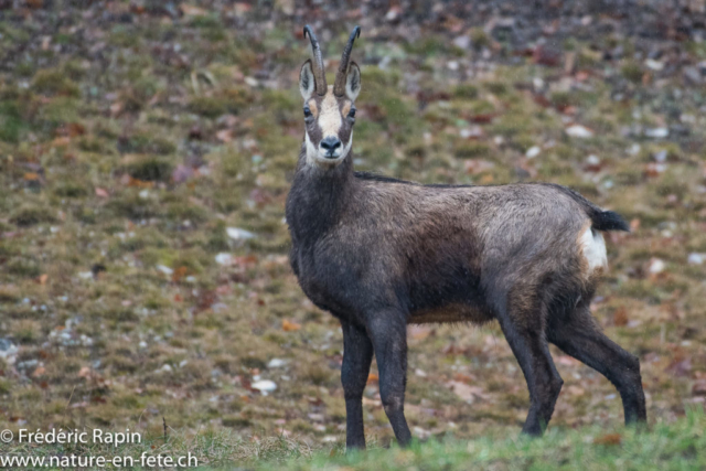 Chamois mâle en alerte