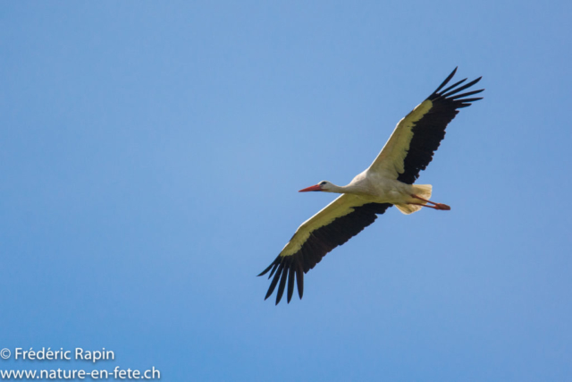 Cigogne blanche