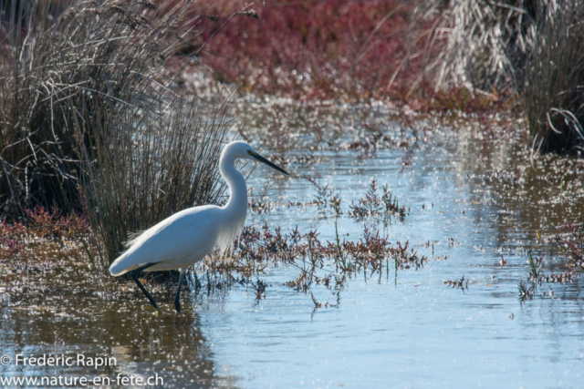 Aigrette garzette à la pêche, Camargue