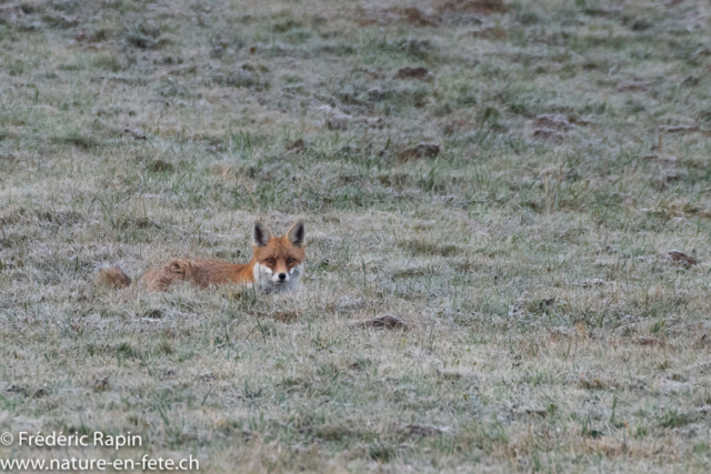 Renard méfiant