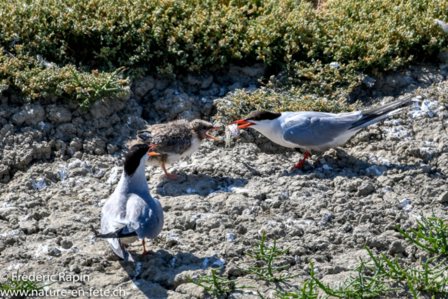 Couple de sternes Pierregarin et poussin