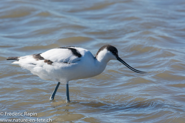 Avocette, Camargue