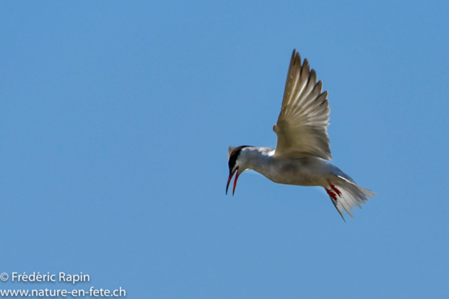 Sterne pierregarin en chasse