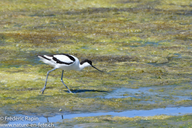 Avocette élégante