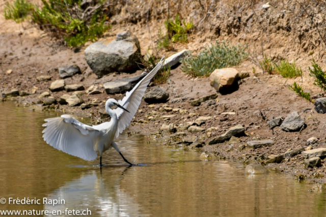 Aigrette garzette se posant