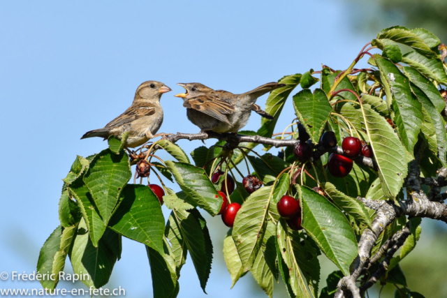 Moineau femelle et jeune