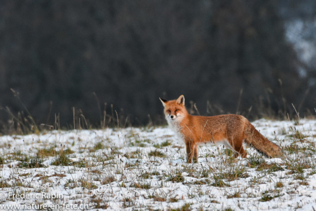 Renard au soleil levant