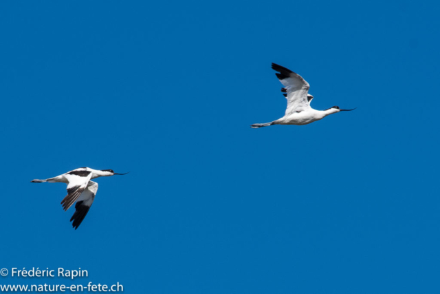 Avocettes en vol