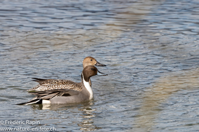 Couple de canards pilets