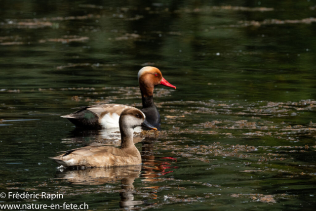 Couple de nette rousses