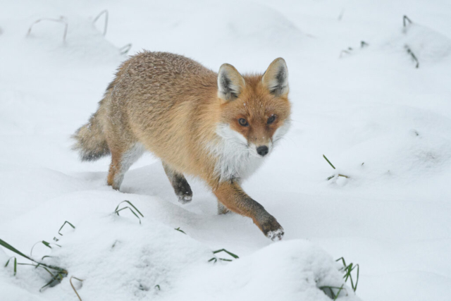 Renard